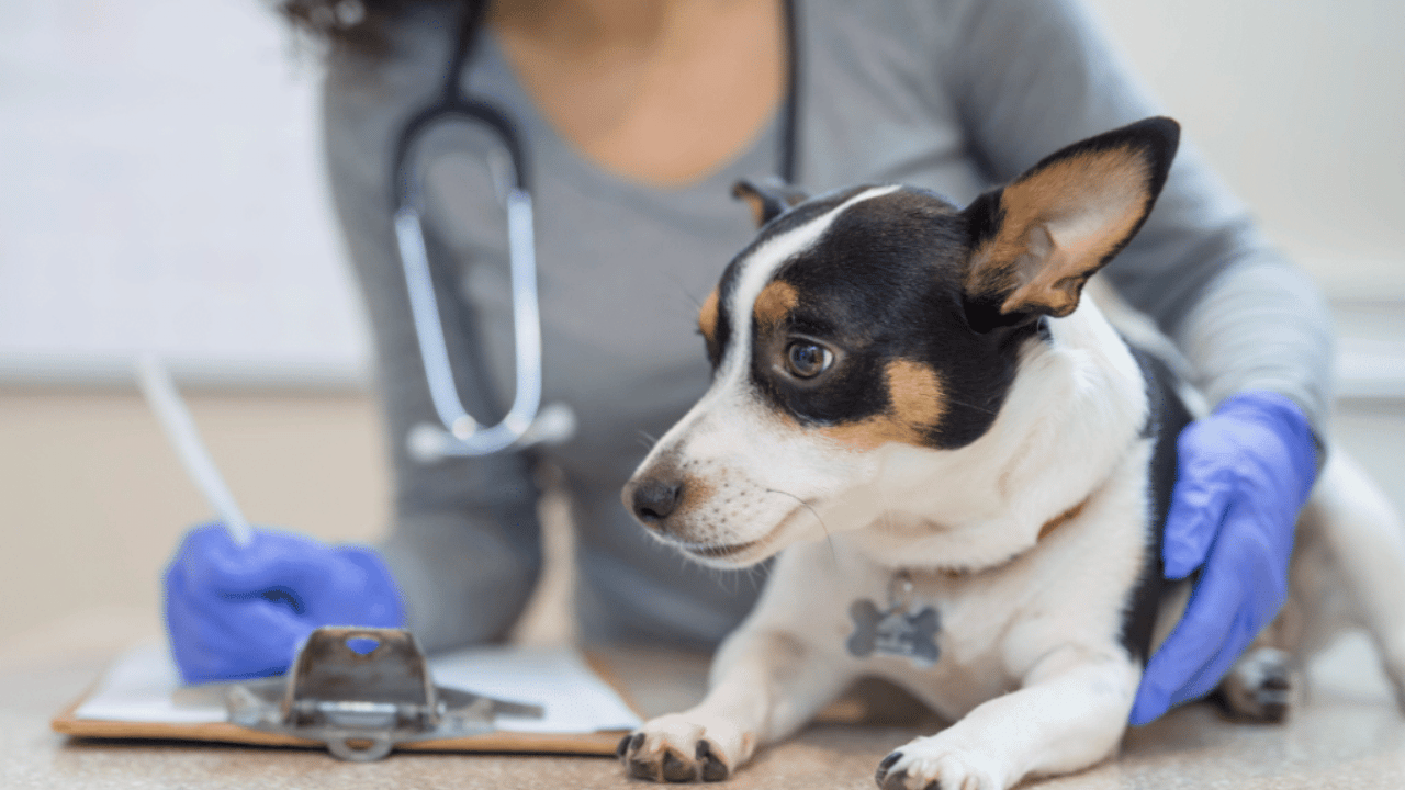 Credit score considerations for veterinary practice loans